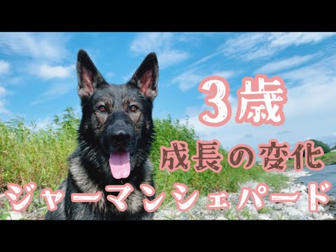 【改めて愛犬紹介】【成長の変化】ジャーマンシェパード