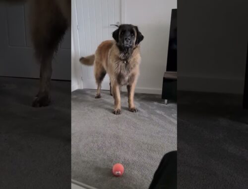 NEVER SAY NO TO A LEONBERGER DOG #shorts #dog #leonberger #funny #puppy