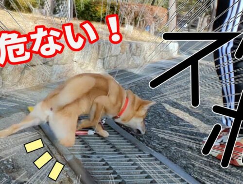 【柴犬小夏】「危ない！」これも経験？溝の網に左右両足落として行くスタイル　須磨浦公園散歩