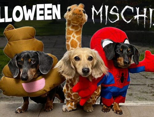 HALLOWEEN MISCHIEF - Cute & Funny Wiener Dogs Go Trick or Treating!