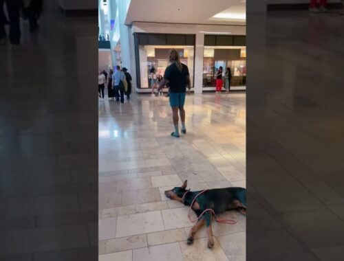 Doberman Takes A Nap At The Mall #dogtraining #dogtrainer #gooddog #doglovers #doberman #fyp