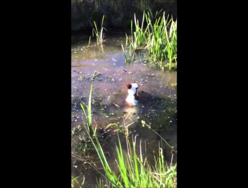 Smooth fox terrier swimming #shorts