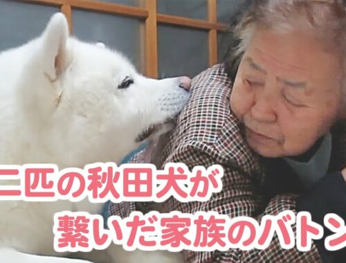 【秋田犬げんきとゆうき】二匹の秋田犬と家族の物語。愛のバトンは繋がって…