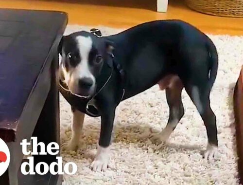 Shy Rescue Puppy Asks For Pets For The First Time  | The Dodo Foster Diaries