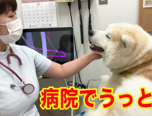 動物病院大好き！秋田犬そうすけ・女医さんお待たせしました！veterinary hospital