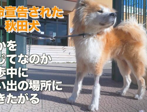Akita dog with cancer trying to take us to places of his memories.