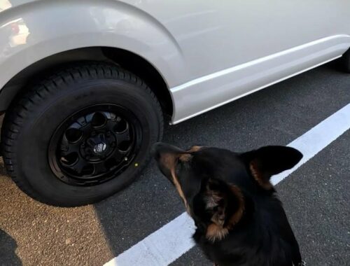 故障した車のその後と、愛犬と冬用タイヤに交換しました【ジャーマンシェパード】
