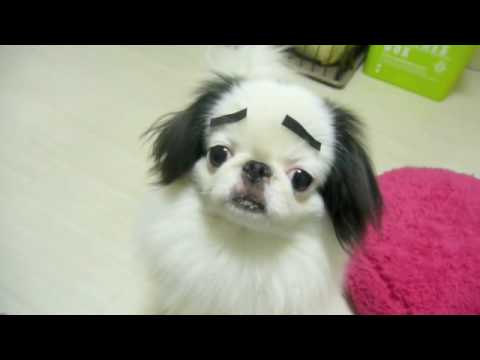 回るまゆげ犬（狆　japanese chin）