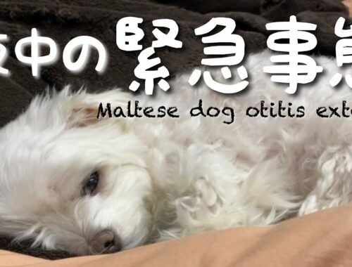 【犬の外耳炎】夜中に大騒ぎ…マルチーズならではの症状が突然起きました…Maltese dog otitis externa