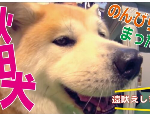 【最大の日本犬】秋田犬スペシャル！