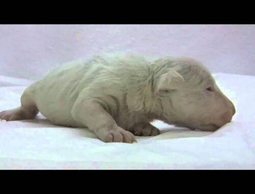 ミニチュアブルテリア（ホワイト）の子犬