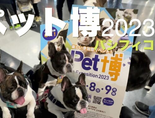 ペット博 2023 パシフィコ横浜 【 フレンチブルドッグ french_bulldog 】 狂犬病予防接種