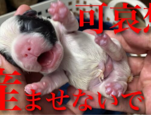 【出産映像】無理やり子犬を産まされるフレンチブルドッグが可哀想で見てられない