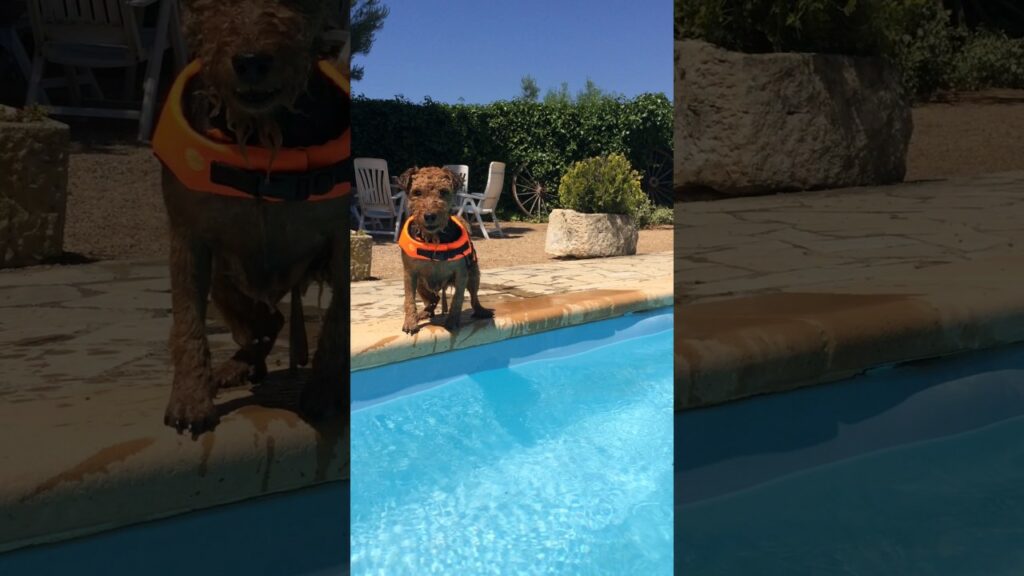 Funny dog jumps into a pool with a Splash!