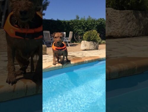 Funny dog jumps into a pool with a Splash!