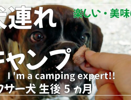 ボクサー犬 子犬と初めてのキャンプ 2日目・3日目 BOSCO Auto camp base