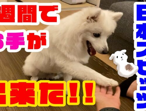 【日本スピッツ】１週間でお手＋αが出来るようになった子犬