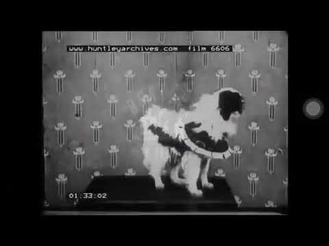 狆犬 【最古の狆の動画 1920年頃】Japanese chin old film