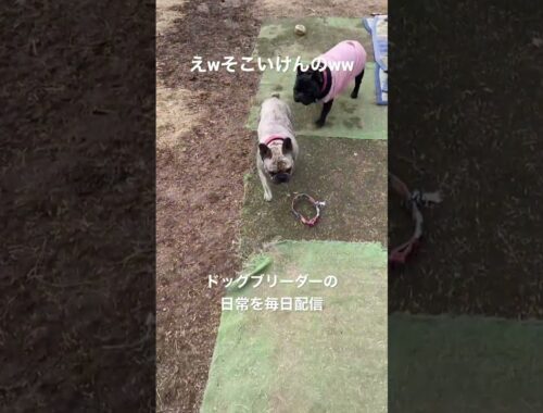 日本一運動神経が良いフレンチブルドッグ#金メダル #ジャンプ #犬