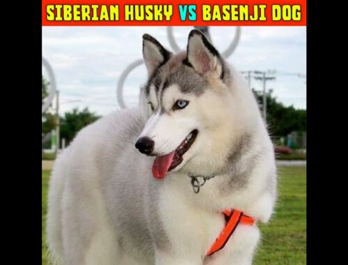 Siberian Husky 🐕 Vs Basenji 🐩 | Dangerous Dogs Breeds #bestfacts #factsdaily #dogs