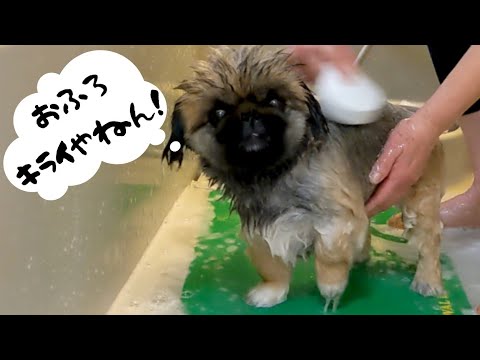 水が苦手な愛犬がお風呂に入ると、こうなります!!