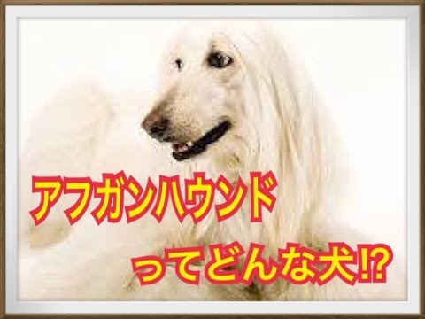 【可愛いペット】アフガンハウンドってどんな犬!?