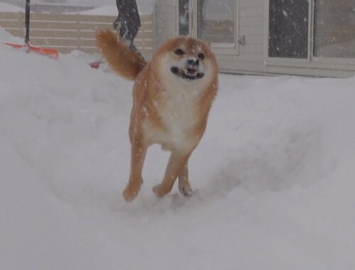 怒涛の大雪のなか子供のようにはしゃぐ柴犬がかわいい。
