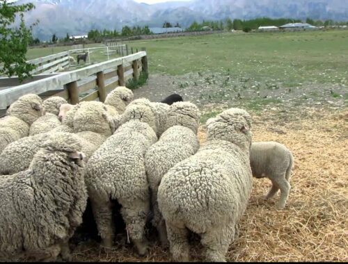 牧羊犬（ボーダーコリー）に集められる羊達 ニュージーランド牧場主の話