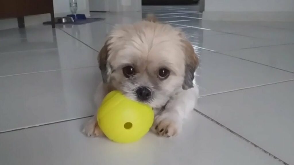 Cute Lhasa Apso Playing Well : ラサアプソ
