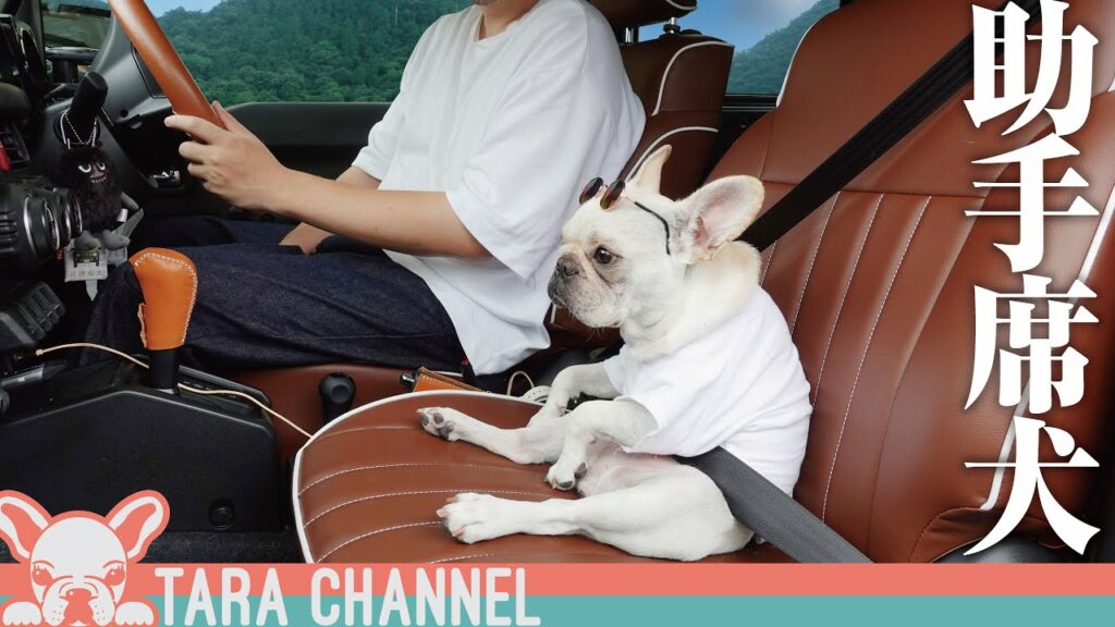 愛犬と休日ドライブするとこうなります…笑【フレンチブルドッグ】The one day of weekend with my dog 愛犬と休日ドライブするとこうなります...笑【フレンチブルドッグ】The one day of weekend with my dog