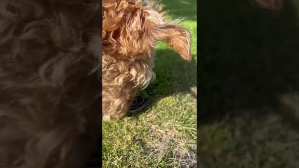 Winnie and the Snake #shorts #snake #airedaleterrier