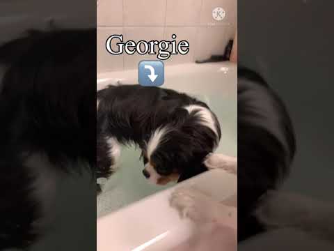 Cavalier Bath Time | #Cute #Puppies #Cavalier #CavalierKingCharlesSpaniel #Shorts