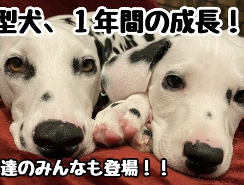 【総集編】北海道、大型犬ダルメシアン子犬の１年間の成長記録。#犬#大型犬#ダル友#ポテちゃん#ひだりちゃん