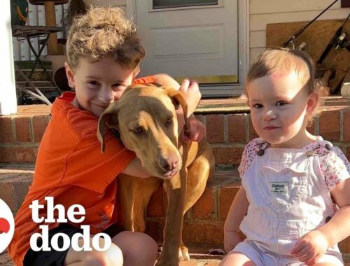 Stray Puppy Appears On Family's Doorstep | The Dodo