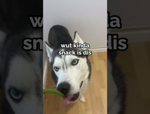husky tries to eat green beans 😂