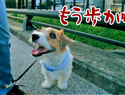 【ジャックラッセルテリア】散歩途中でボイコットする犬