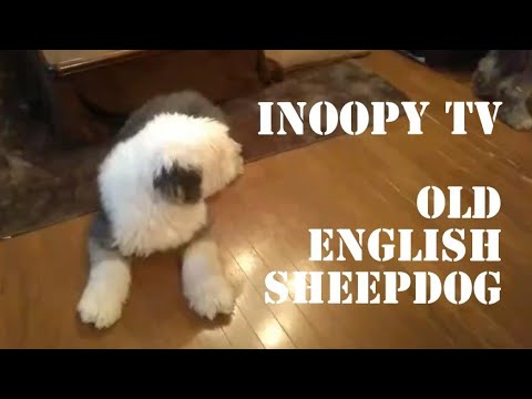 【It's raining today again】Old English Sheepdog オールド イングリッシュ シープドッグ