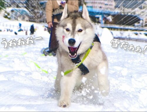 【初雪】雪国出身のハスキー犬、初めての雪に本能が抑えられませんwww
