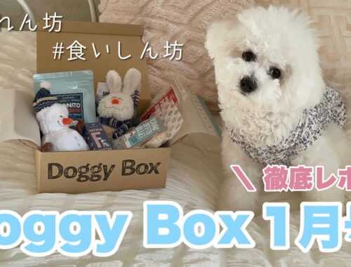 【Doggy Box】子犬を豹変させたドギボ1月号 忖度なし正直レポ 📃🌿｜ ビションフリーゼ