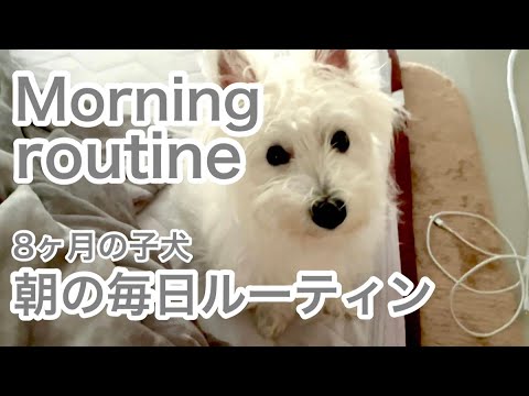 【子犬のモーニングルーティン】ウエストハイランドホワイトテリアの朝の日課