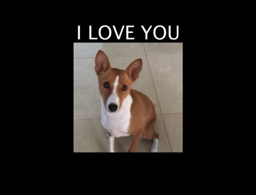 Hello!  I Love You! | Talking Dog!! | Basenji Dogs #shorts