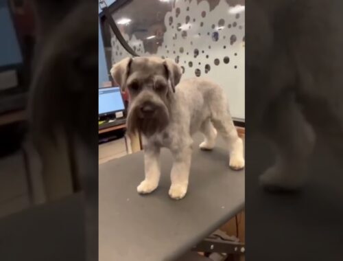 Check out this clean schnauzer pattern! #pets #viral #dog #groom #schnauzer #pattern #dogs #groomer