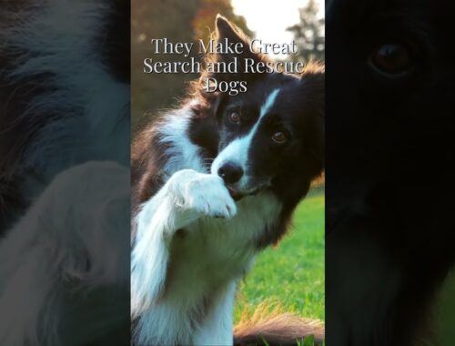 5 paw Prints: Collie, Lassie for many!!