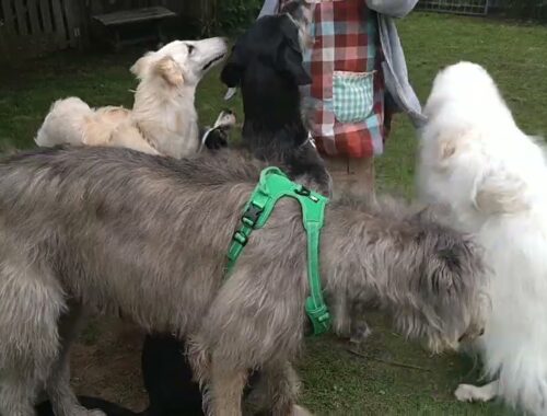 Borzoi and Irish wolfhound  spent a fine Sunday with our friends.