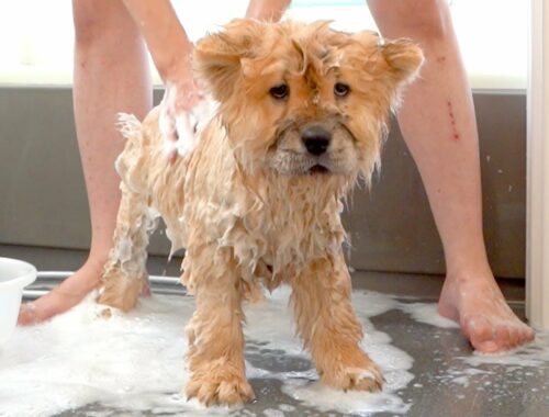 チャウチャウ犬をお風呂に入れたらこうなりました