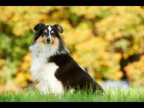 【最新版・犬種図鑑】シェットランド・シープドッグ【犬を知る】