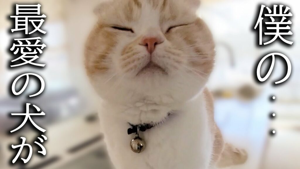 犬を預けたら寂しくてニャーニャー泣いて探し回る子猫がこちら… 犬を預けたら寂しくてニャーニャー泣いて探し回る子猫がこちら...