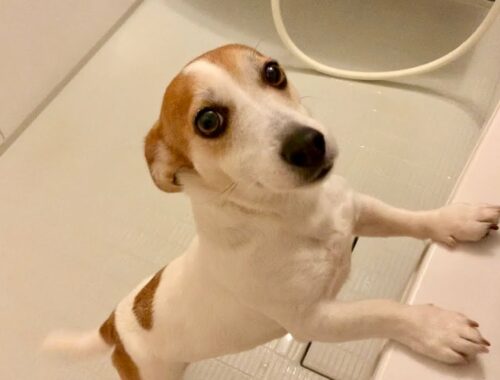 お風呂が苦手な犬はこうやって入れてます　Mira Jack Russell Terrier