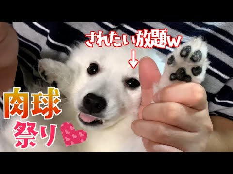質感はまるで消しゴム？肉球祭り！！【日本スピッツ　かえで】