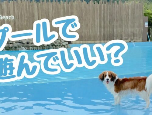 泳げるようになったあの場所へ【コーイケルホンディエ】【わんダフルネイチャーヴィレッジ】【犬】
